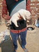 Labrador Husky Puppies for sale in Radaur, Haryana 135133, India. price: 15000 INR