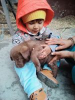 Labrador Husky Puppies for sale in Katha, Uttar Pradesh 250101, India. price: 15000 INR