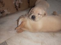 Labrador Husky Puppies for sale in Hyderabad, Telangana, India. price: 10000 INR