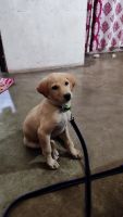 Labrador Husky Puppies for sale in Mau, Uttar Pradesh 275101, India. price: 8000 INR