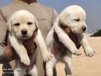 Labrador Husky Puppies for sale in Ghaziabad, Uttar Pradesh, India. price: 12000 INR
