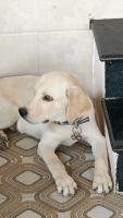 Labrador Husky Puppies for sale in Tiruchirappalli, Tamil Nadu, India. price: 10000 INR