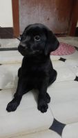 Labrador Husky Puppies for sale in K P H B Phase 1, Kukatpally, Hyderabad, Telangana, India. price: 20000 INR