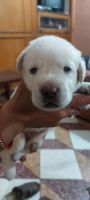 Labrador Husky Puppies for sale in Rajendra Nagar, Bareilly, Uttar Pradesh, India. price: 12000 INR