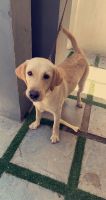 Labrador Husky Puppies for sale in Thoraipakkam, Tamil Nadu, India. price: 5000 INR