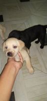 Labrador Husky Puppies for sale in Kahilipara, Guwahati, Assam, India. price: 20000 INR
