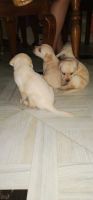 Labrador Husky Puppies Photos