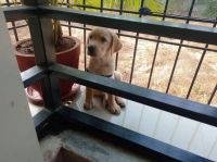 Labrador Husky Puppies for sale in Vadodara, Gujarat, India. price: 16000 INR