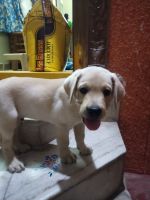 Labrador Husky Puppies for sale in East Marredpally, Secunderabad, Telangana, India. price: 12000 INR