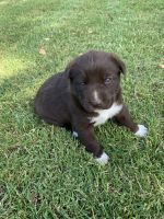 Labrador Husky Puppies for sale in Pasco, WA 99301, USA. price: NA