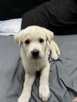 Labrador Husky Puppies for sale in El Cajon, CA, USA. price: NA