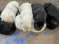 Labrador Husky Puppies for sale in Canterbury, CT 06331, USA. price: NA