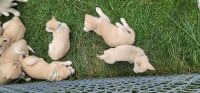 Labrador Husky Puppies for sale in Newark, OH 43055, USA. price: NA