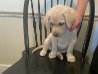 Labrador Husky Puppies for sale in Herriman, UT 84096, USA. price: NA