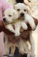Labrador Husky Puppies for sale in West Boring Canal Rd, Sri Krishna Nagar, Kidwaipuri, Patna, Bihar, India. price: 10000 INR