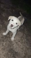 Labrador Husky Puppies for sale in Del Valle, TX, USA. price: NA