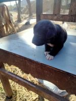 Labrador Husky Puppies for sale in Bhalupali, Odisha 768115, India. price: 10000 INR