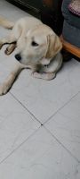 Labrador Husky Puppies for sale in Mumbai, Maharashtra, India. price: 20000 INR