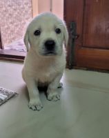 Labrador Husky Puppies for sale in Guduvancheri, Tamil Nadu, India. price: 8000 INR