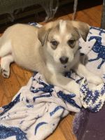Labrador Husky Puppies for sale in Shelby Twp, MI, USA. price: NA