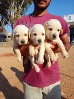 Labrador Husky Puppies for sale in Mysuru, Karnataka, India. price: 8000 INR
