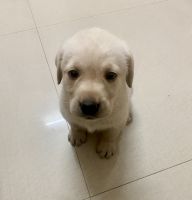 Labrador Husky Puppies for sale in Maduravoyal, Chennai, Tamil Nadu, India. price: NA