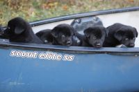 Labrador Husky Puppies for sale in Pink Hill, NC 28572, USA. price: $300