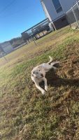 Labrador Husky Puppies for sale in Garner, North Carolina. price: $250
