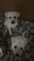 Labrador Husky Puppies for sale in Houston, Texas. price: $30