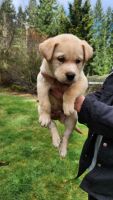 Labrador Husky Puppies for sale in Sandy, Oregon. price: $300