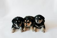 Labrador Husky Puppies for sale in Kimberly, Idaho. price: $150