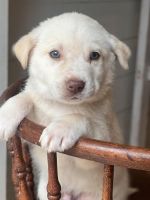 Labrador Husky Puppies for sale in Pelzer, SC, USA. price: $150