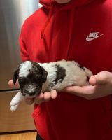 Lagotto Romagnolo Puppies for sale in Chaska, MN 55318, USA. price: NA