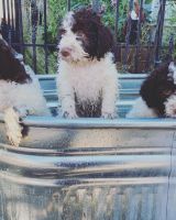 Lagotto Romagnolo Puppies for sale in Chehalis, WA 98532, USA. price: NA
