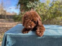 Lagotto Romagnolo Puppies for sale in 26885 Bernice St, Wauconda, IL 60084, USA. price: $5,000