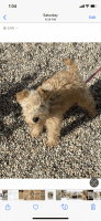 Lakeland Terrier Puppies for sale in Mission Viejo, CA, USA. price: $2,400