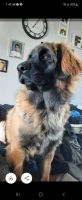 Leonberger Puppies for sale in Lake in the Hills, IL, USA. price: NA
