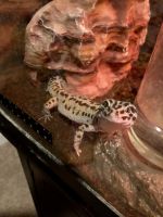Leopard Gecko Reptiles for sale in West Palm Beach, FL, USA. price: NA