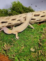 Leopard Gecko Reptiles for sale in Waterford, VA 20197, USA. price: NA