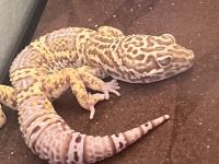 Leopard Gecko Reptiles for sale in Whittier, CA 90603, USA. price: NA