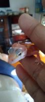 Leopard Gecko Reptiles for sale in Syracuse, NY, USA. price: $150