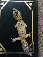 Leopard Gecko Reptiles for sale in Pasadena, CA, USA. price: $30