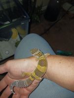 Leopard Gecko Reptiles for sale in Waterloo, NY 13165, USA. price: $60