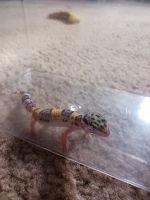 Leopard Gecko Reptiles for sale in Waterloo, NY 13165, USA. price: $60