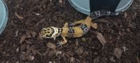Leopard Gecko Reptiles for sale in Syracuse, NY, USA. price: $100