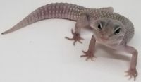 Leopard Gecko Reptiles for sale in St Charles, MO, USA. price: $600