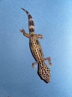 Leopard Gecko Reptiles for sale in 40967 W Tamara Ln, Maricopa, AZ 85138, USA. price: $200