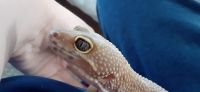 Leopard Gecko Reptiles for sale in Greenville, NC, USA. price: NA