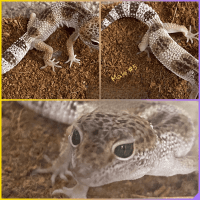 Leopard Gecko Reptiles for sale in Marietta, GA, USA. price: $25