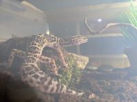 Leopard Gecko Reptiles for sale in Odessa, Florida. price: $150